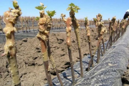 Rădăcini de plantare de struguri în toamnă și primăvară, recoltare, depozitare în timpul iernii, înrădăcinarea răsadurilor în România