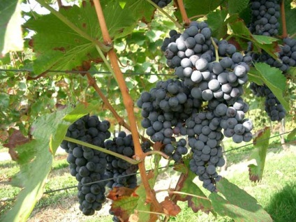 Struguri (vitis)