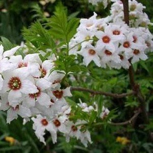 Cultivarea xanthoceras rowan acasă