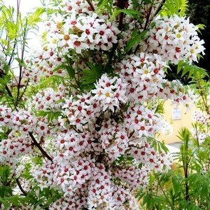 Cultivarea xanthoceras rowan acasă