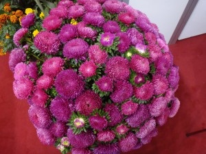 Cultivare aster