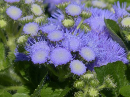 Ageratum cultivare - plantare și îngrijire