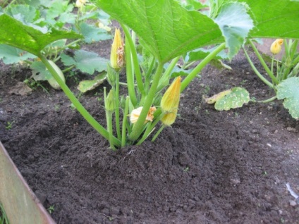 Cultivarea dovlecei în sol deschis Caracteristici, note, îngrijire, sfaturi