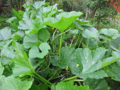 Cultivarea dovlecei în sol deschis Caracteristici, note, îngrijire, sfaturi