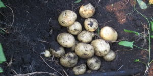 Cultivarea cartofilor din semințe