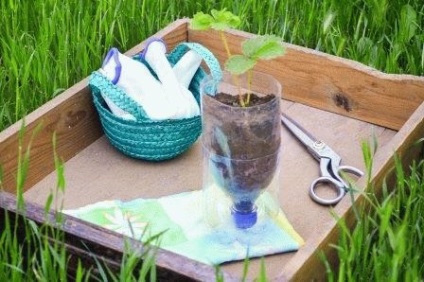 Cultivarea căpșunilor în sticle de plastic, fotografie, zi de vară