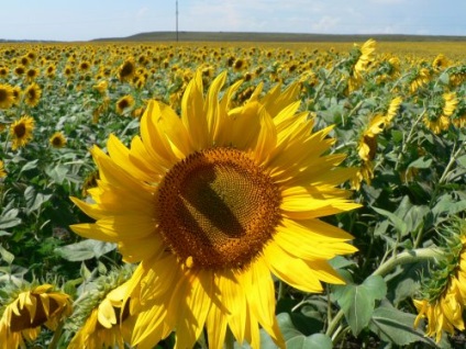 Cultivarea floarea-soarelui în Crimeea, pantikapei