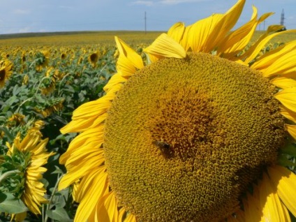 Cultivarea floarea-soarelui în Crimeea, pantikapei