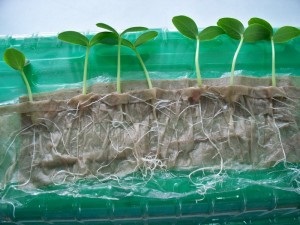 Culturile cultivate în sticle de plastic pe hârtie igienică