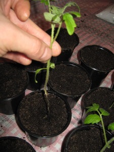 Cultivarea de roșii și ardei pe planta hidroponică, metoda hidroponică a apei adânci