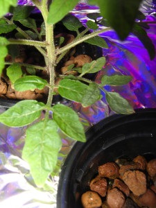 Cultivarea de roșii și ardei pe planta hidroponică, metoda hidroponică a apei adânci