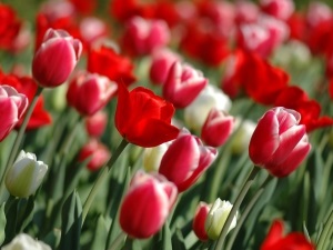 Növekvő tulipánok egy részt vevő országban