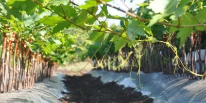 Cultivarea strugurilor din butașii la domiciliu