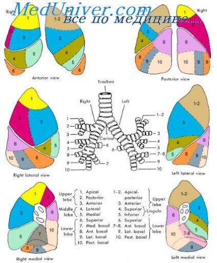 Pneumonia virală