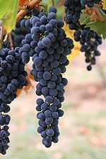 Vitis vinifera este