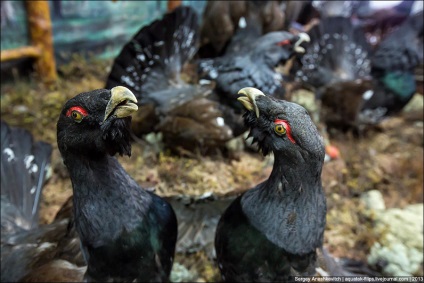 În lumea animalelor sau un muzeu al unei singure persoane este interesant!