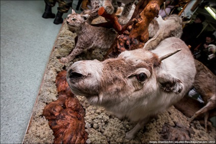 În lumea animalelor sau un muzeu al unei singure persoane, mai proaspăt - cel mai bun din Runet pentru o zi!