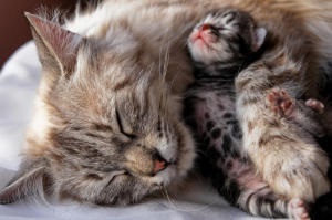 Lehetséges szövődmények macskáknál a szülés