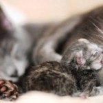 Lehetséges szövődmények macskáknál a szülés