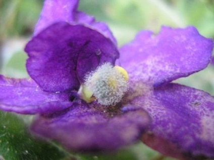 Dăunători de violete (boală), fotografii, video, cum să se ocupe de ele