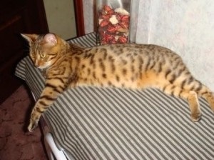 Minden, amit tudni szeretne a bengáli macskákról