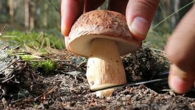 Totul pentru cioburi de ciuperci atunci când picking ceps