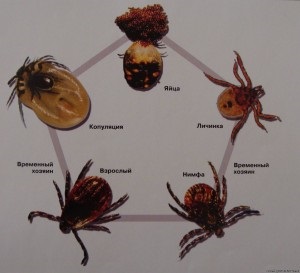 Totul despre căpușele soiurile, structura, nutriția și etapele de dezvoltare