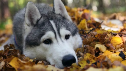 Totul despre Akita Inu