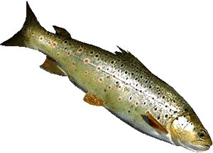 Salmonul caspic a intrat în Volga