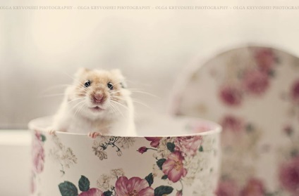 Hamsteri fotografii, poze, fotografii hamsteri