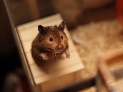 Hamsteri fotografii, poze, fotografii hamsteri