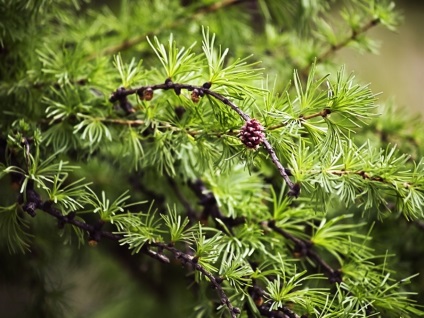 Plante conifere în medicină - toate despre copaci conifere