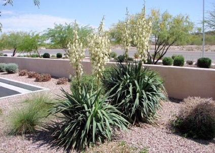 Yucca plantare și îngrijire grădină, reproducere, fotografie în design peisagistic