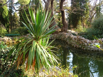 Yucca plantare și îngrijire grădină, reproducere, fotografie în design peisagistic