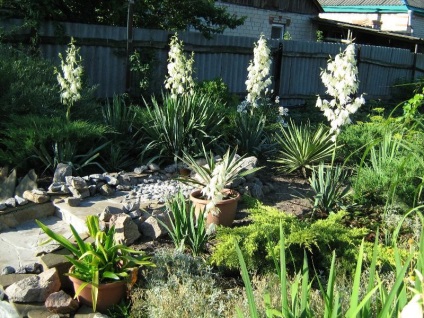 Yucca plantare și îngrijire grădină, reproducere, fotografie în design peisagistic