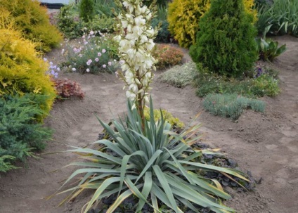 Yucca kerti ültetés és gondozás, reprodukció, tájképtervezés
