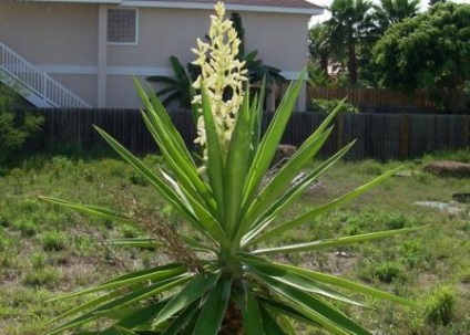 Yucca grădină de îngrijire pentru planta, este în valoare de săpat pentru iarna