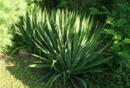 Yucca grădină de îngrijire pentru planta, este în valoare de săpat pentru iarna