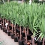 Yucca grădină de îngrijire pentru planta, este în valoare de săpat pentru iarna