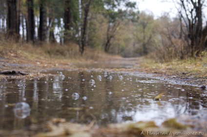 De ce în ploaie mergeți în pădure, eu