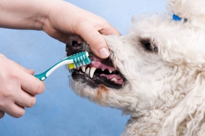 Dinți sănătoși - câini sănătoși