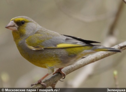 Greenfinch - kis madár rendkívüli hangja! Parks Moszkva - egy remek hely, hogy járni és
