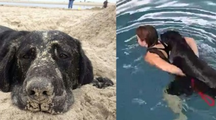 Nő sikoltozik, hogy ne lebegjen a vízben egyedül a kutya, amelyet azután megmentette lánya