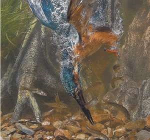 Kingfisher - rege-pescar, știri despre pescuit