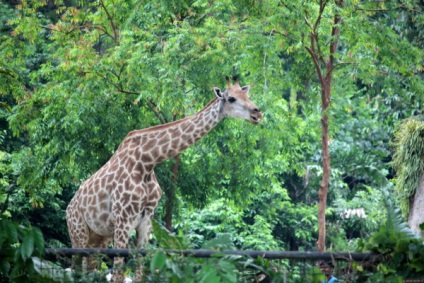 Zoo Antalya mai mult de 80 de specii de animale