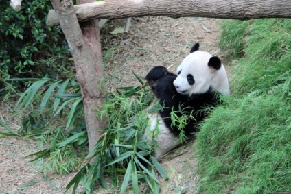 Zoo Antalya mai mult de 80 de specii de animale