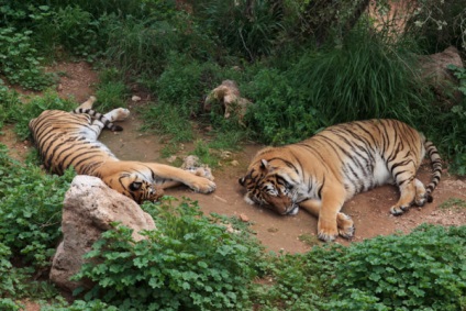 Zoo Antalya mai mult de 80 de specii de animale