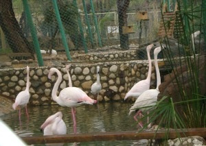 Zoo Antalya mai mult de 80 de specii de animale