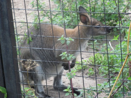 Zoo, София, България описание, снимки, което е на картата, как да се получи