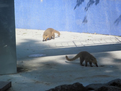 Zoo, St Petersburg, Rusia descriere, fotografie, unde este pe hartă, cum se obține